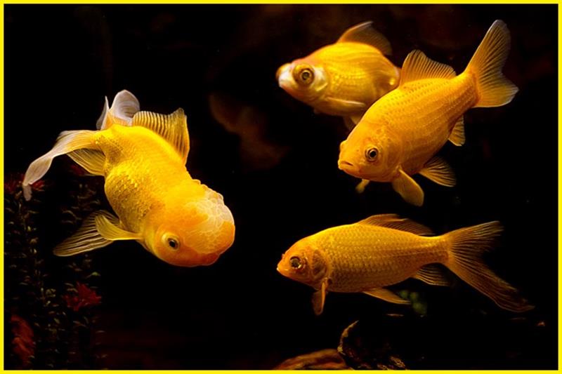 Mộng mị thấy đi mua cá vàng