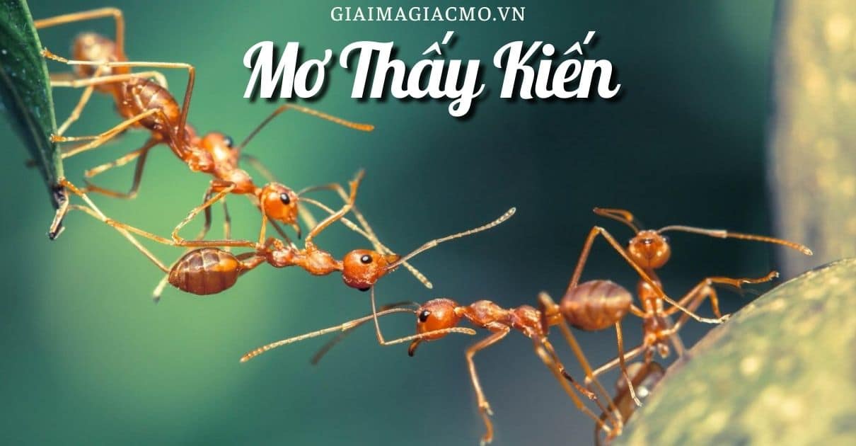 Điềm báo trong giấc mơ thấy kiến