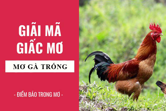Mơ thấy gà điềm báo tốt hay xấu
