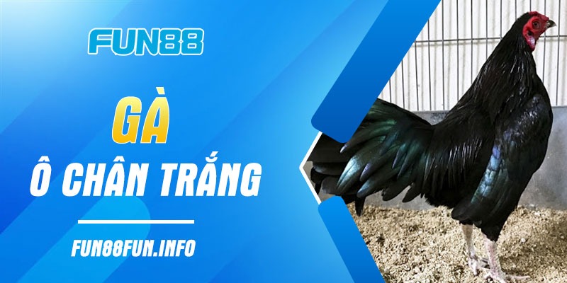 Nhà cái Fun88 cung cấp nhiều hình thức đặt cược đá gà đa dạng