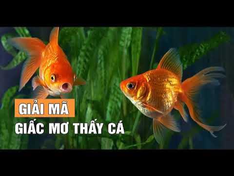 Giấc mơ thấy cá vàng đánh con gì vào bờ an toàn