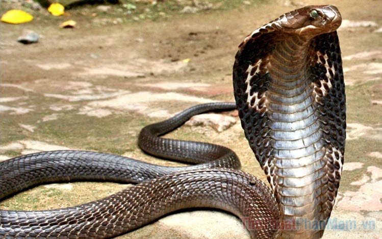 Mê ngủ thấy hai con rắn đang đuổi theo mình